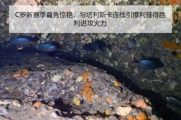 luo-xin-sai-ji-shou-xiu-jing-yan-yu-ta-li-si-ka-lian-xian-yin-bao-li-ya-de-sheng-li-jin-gong-huo-li-2-110.jpg